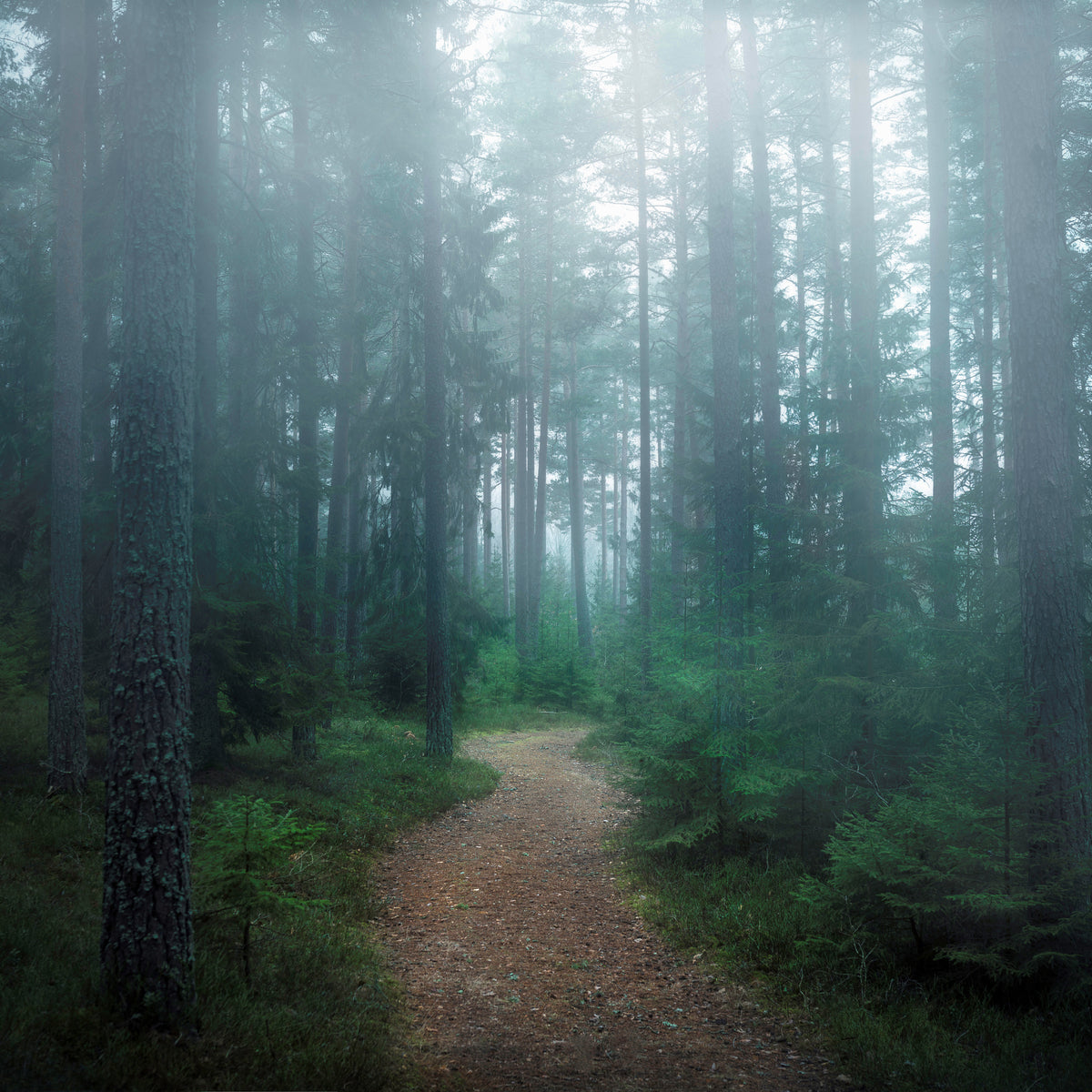4-piece-aluminium-print-the-forest-of-secrets