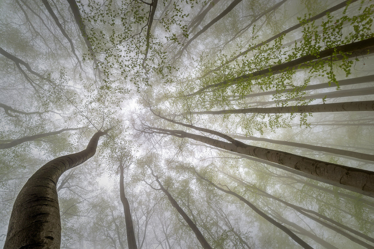 canvas-print-forest-views-x
