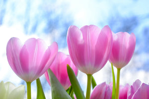 framedcanvas-print-tulips-in-nature