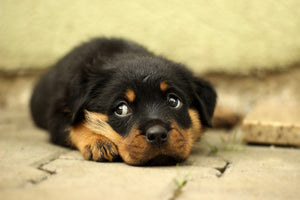 3-piece-aluminium-print-sweet-rottweiler-puppy