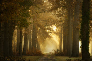 framedposter-print-forever-forest-x