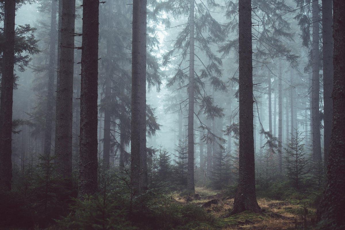 modern-3-piece-acrylic-print-forest-in-the-fog