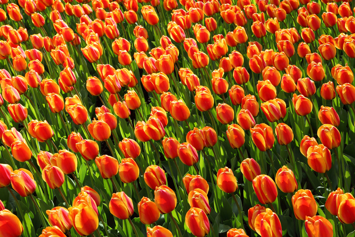 modern-3-piece-acrylic-print-tulip-field-in-orange