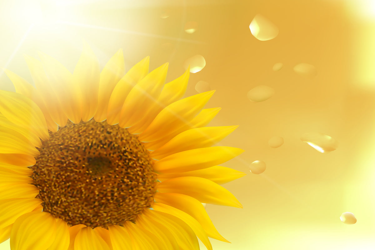 acrylic-print-sunflower-in-morning-dew