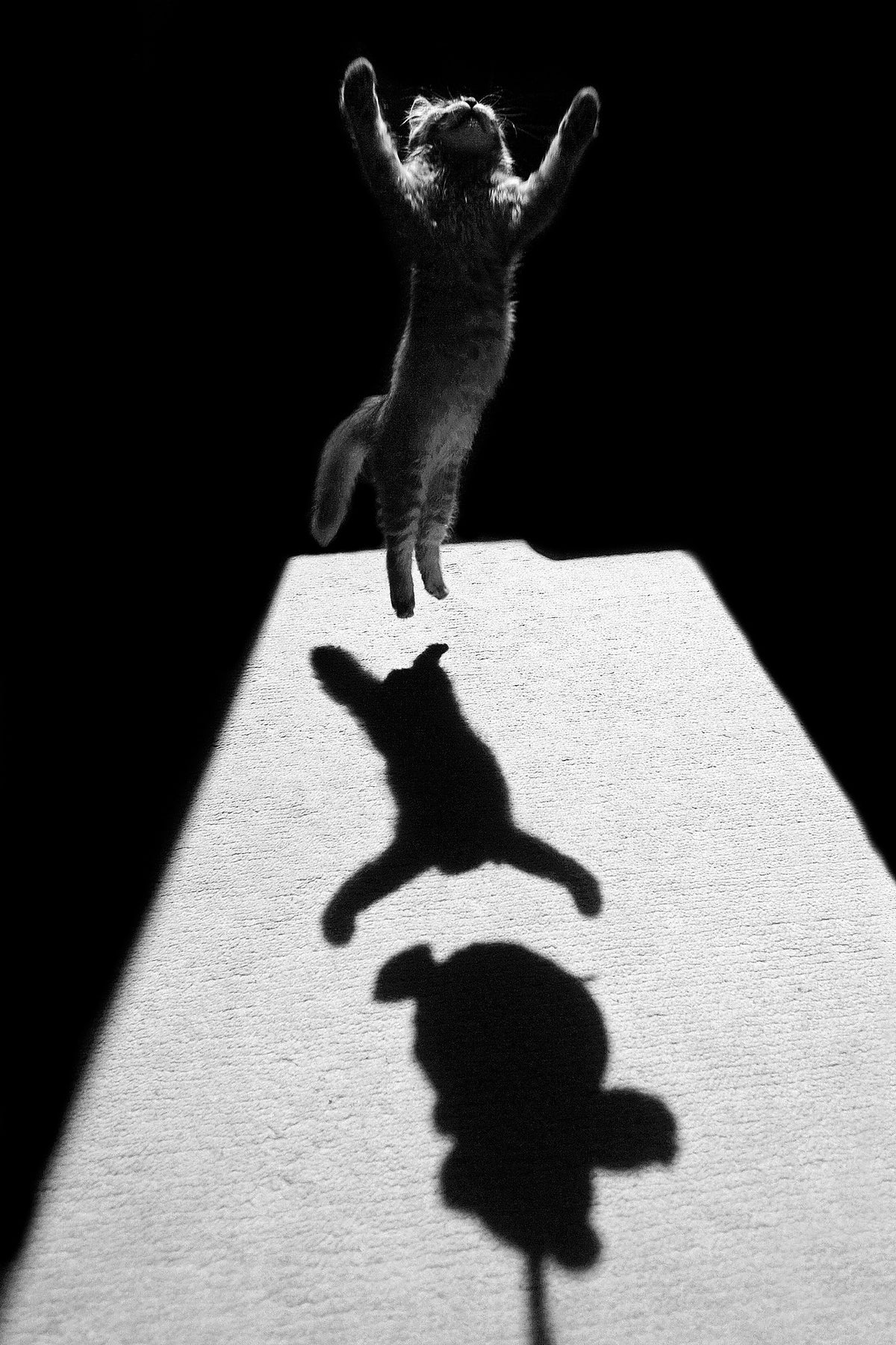 acrylic-print-edgar-the-great-x