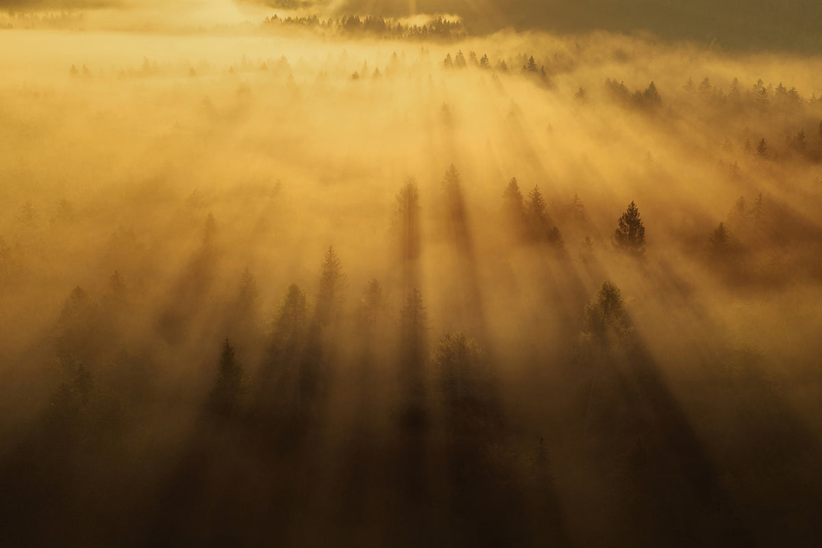 framedcanvas-print-morning-in-the-forest-xil