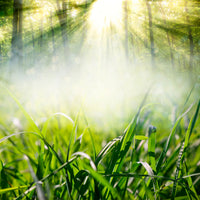 4-piece-canvas-print-magic-forest
