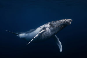 framedposter-print-humpback-whale-in-blue-x