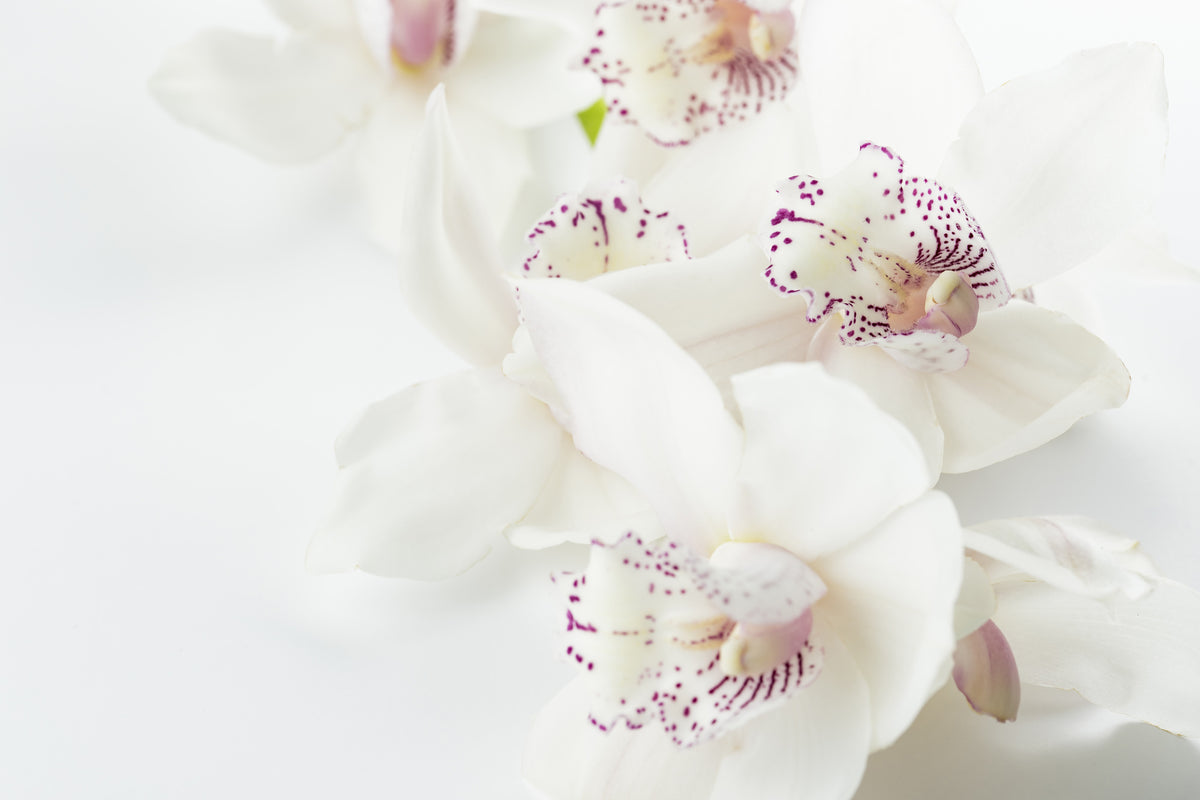 3-piece-acrylic-print-fantastic-orchids