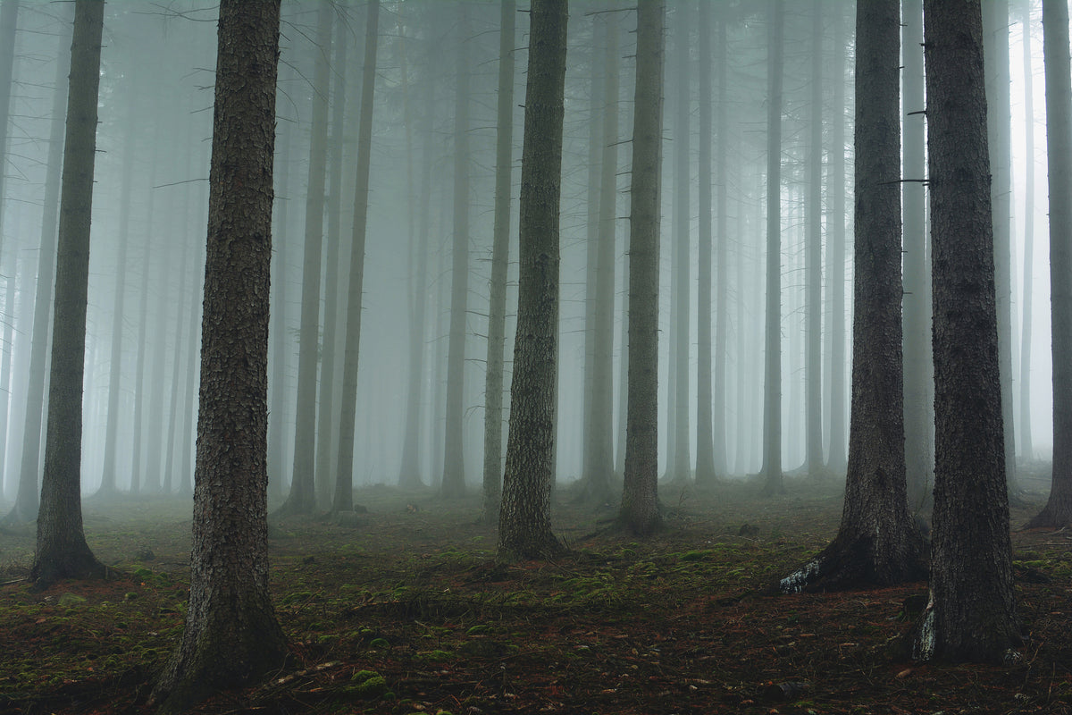 framedcanvas-print-foggy-forest-xcg