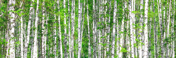panoramic-poster-print-the-birch-forest-panorama