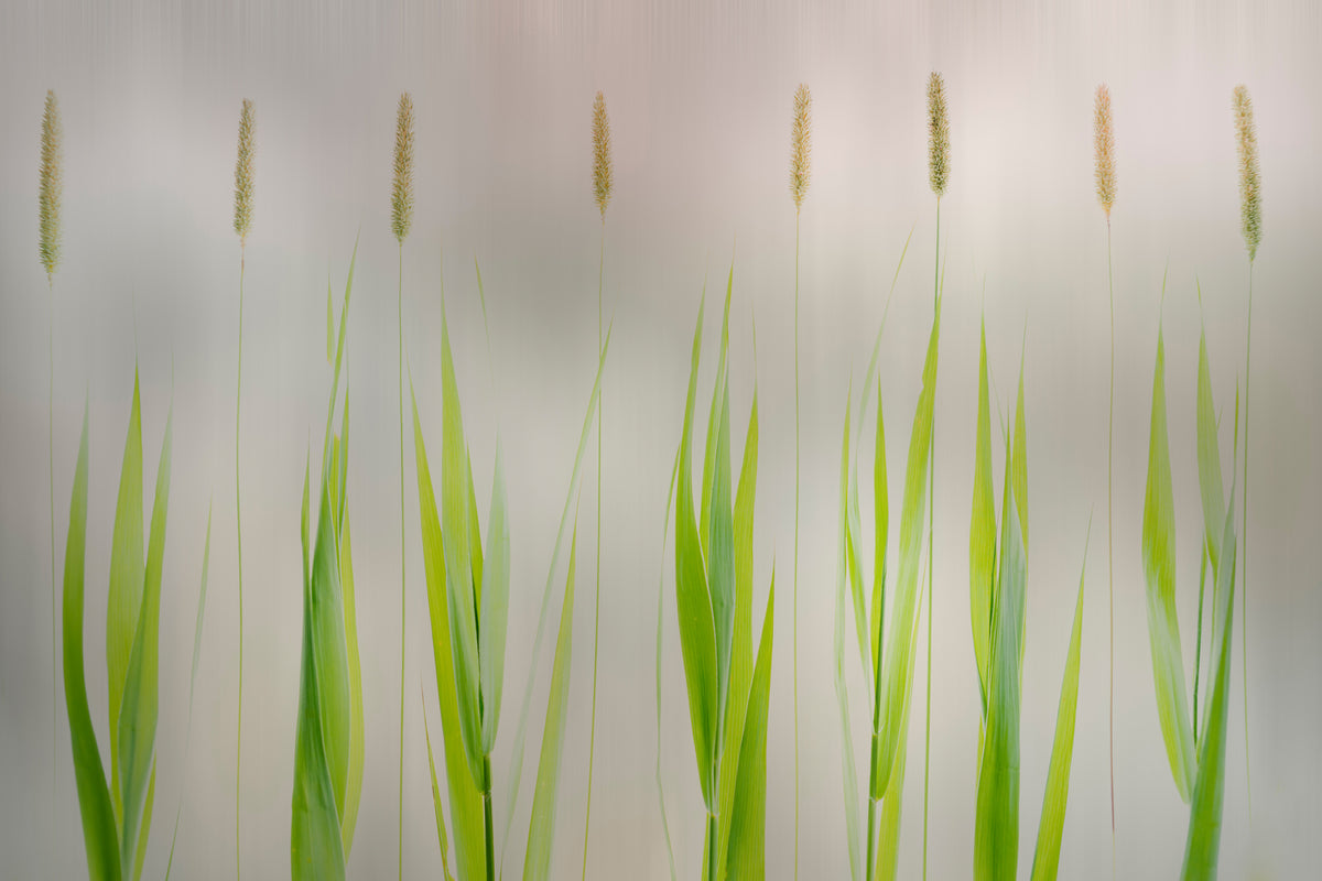 canvas-print-harmony-x