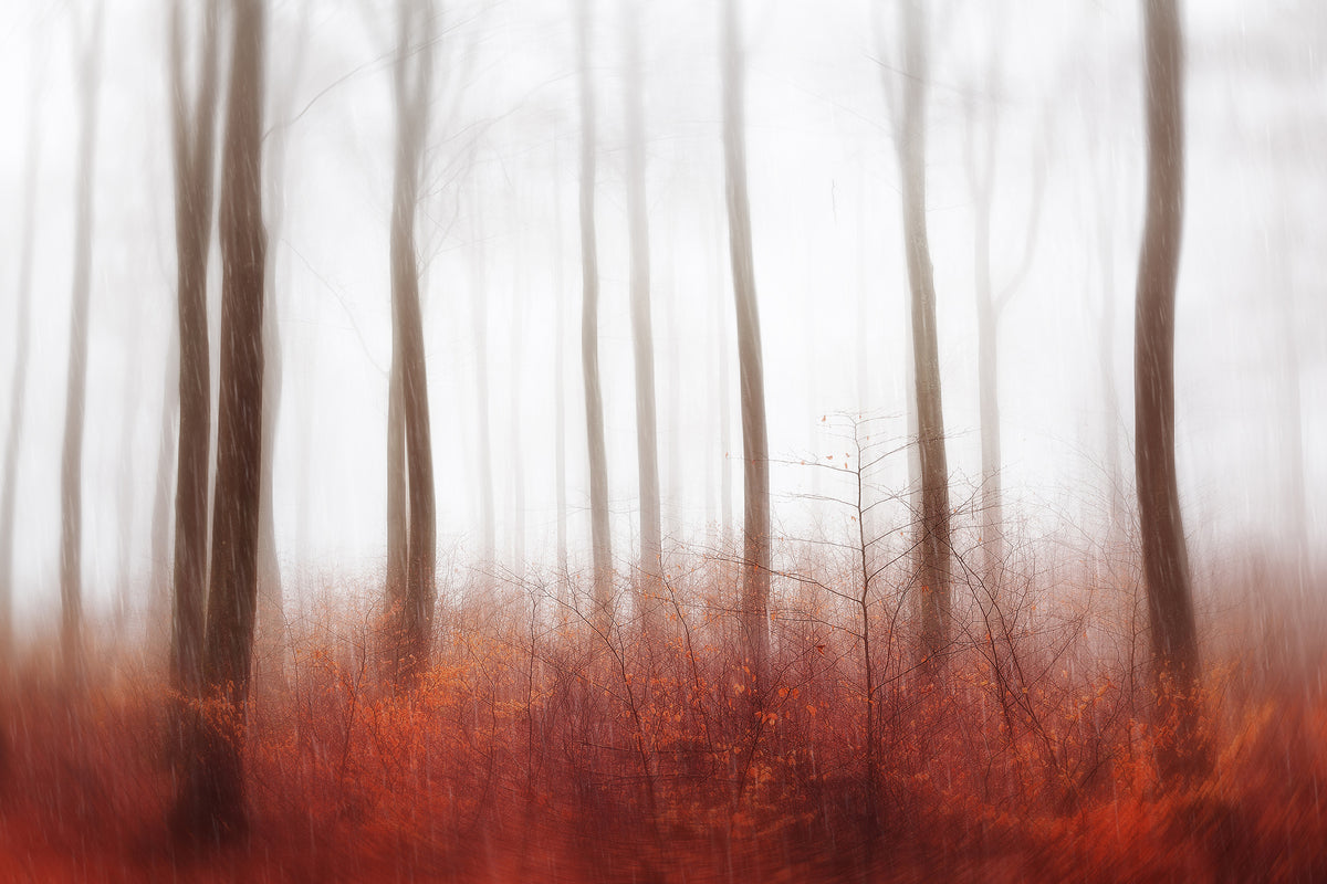aluminium-print-endless-woods-x