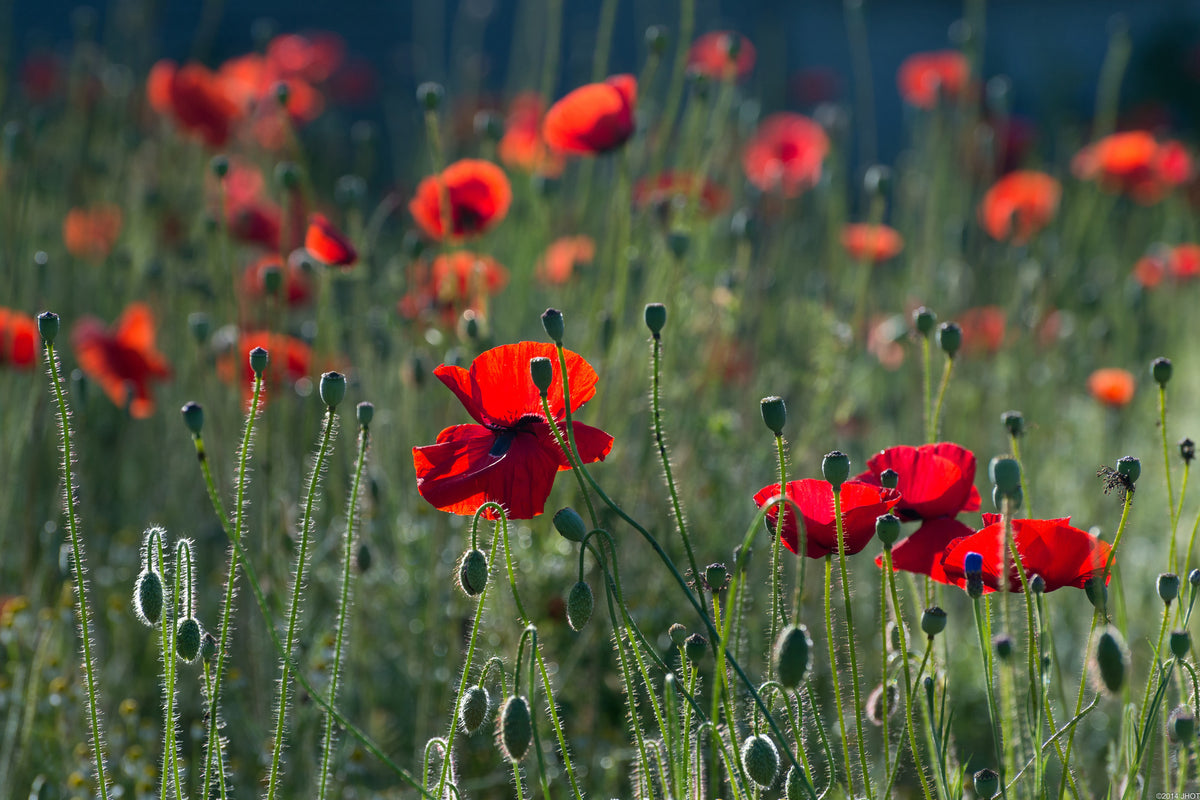 3-piece-canvas-print-wild-poppy