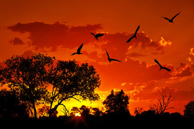 poster-print-african-feeling
