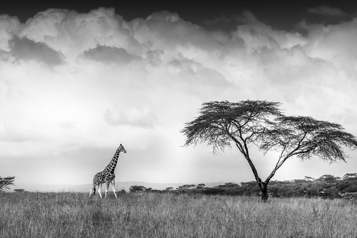 framedposter-print-and-i-dreamed-of-africa-x