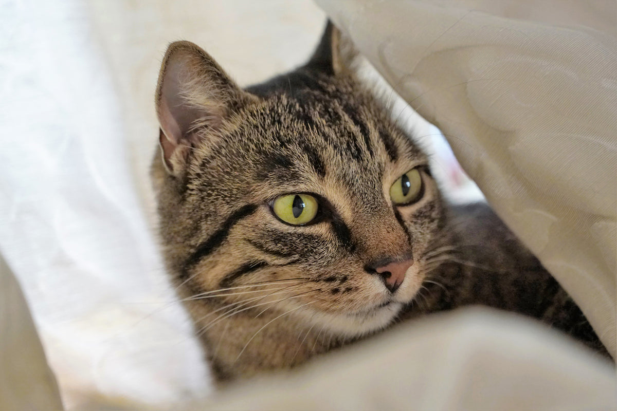 aluminium-print-favorite-cat