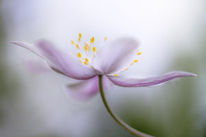 3-piece-canvas-print-nemorosa-ii