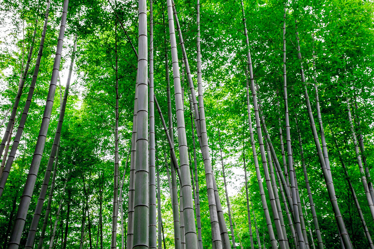3-piece-acrylic-print-bamboo-forest