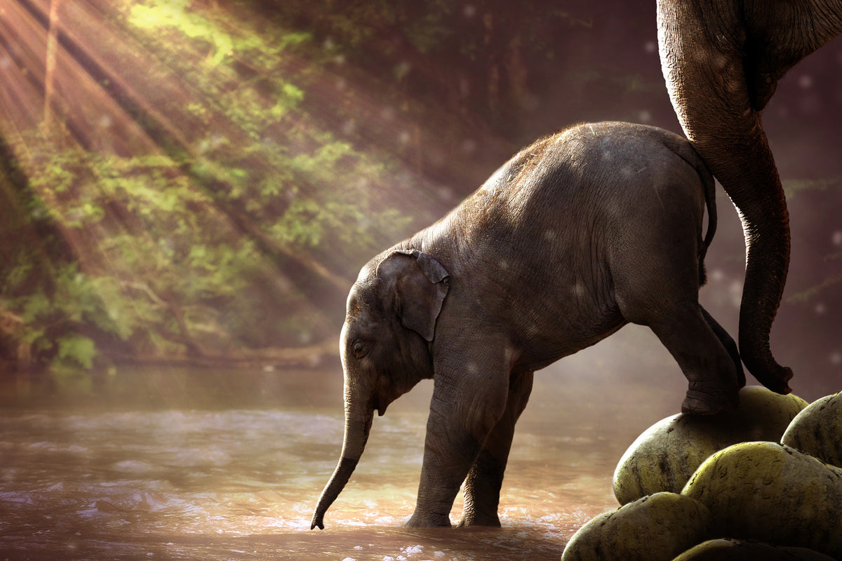 framedcanvas-print-the-elephant-baby