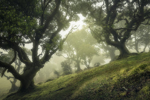framedposter-print-enchanted-forest-xeb