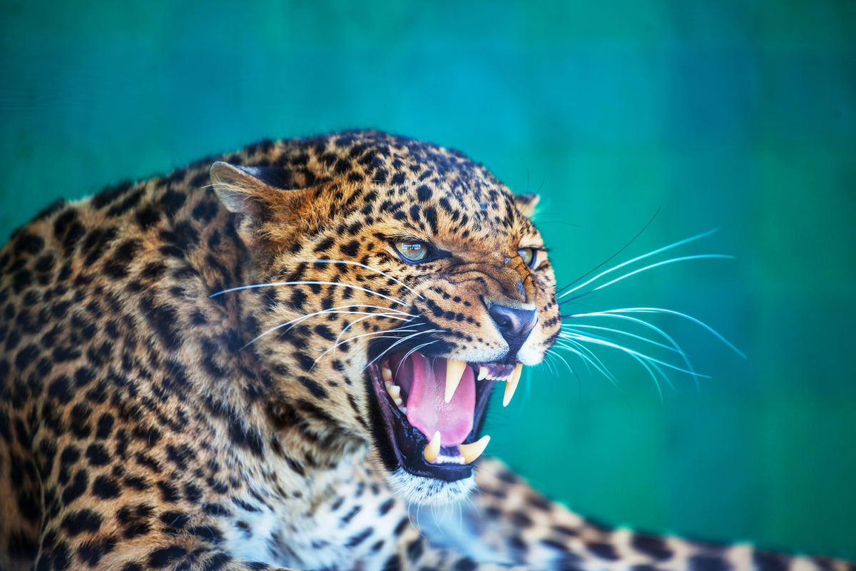 3-piece-acrylic-print-attention-leopard