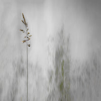 4-piece-acrylic-print-blade-of-grass