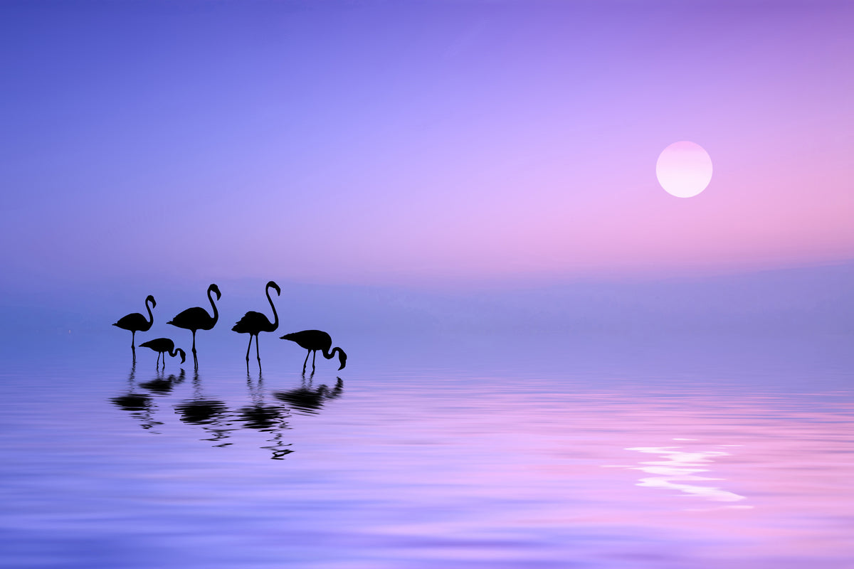 aluminium-print-morning-flamingo-x