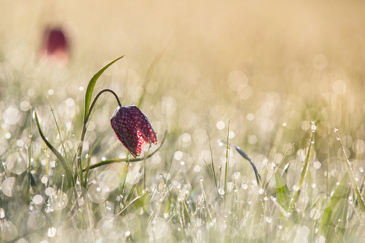 aluminium-print-morningdew