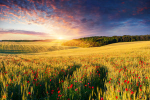 framedposter-print-a-flower-field-at-sunrise