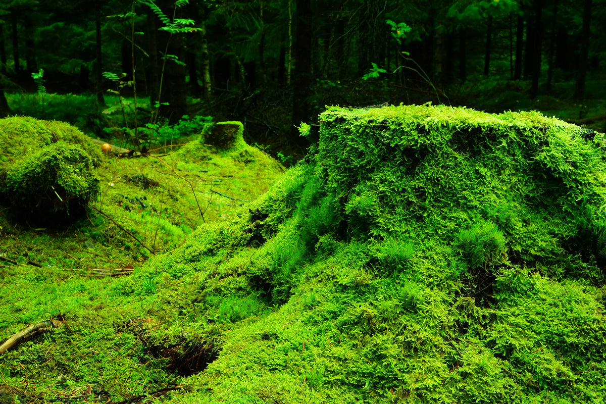 3-piece-acrylic-print-moss-in-the-forest