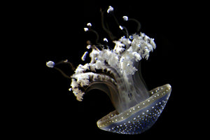 aluminium-print-fascinating-jellyfish