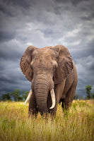 acrylic-print-the-big-bull