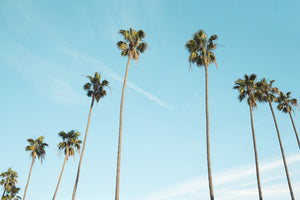 3-piece-acrylic-print-a-sky-full-of-palm-trees