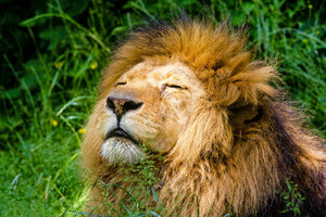 3-piece-aluminium-print-sleeping-lion