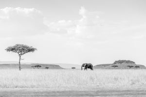 canvas-print-high-key-savannah