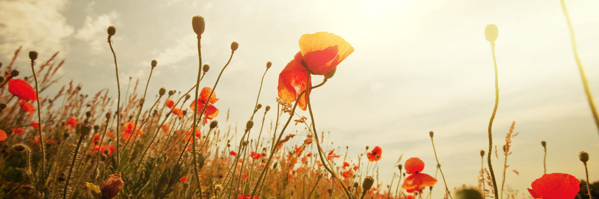panoramic-3-piece-acrylic-print-the-poppy-field-at-sunrise-panorama
