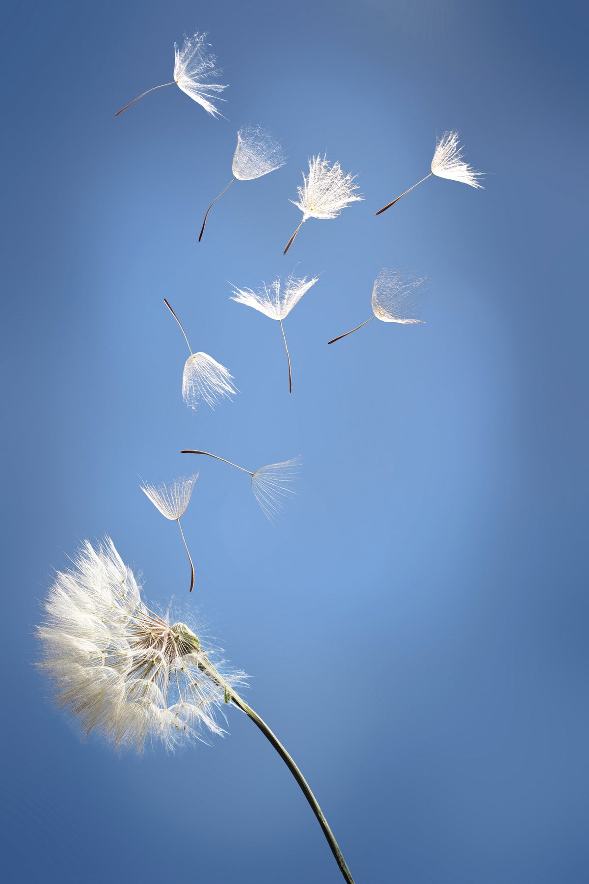 acrylic-print-dandelion-xl