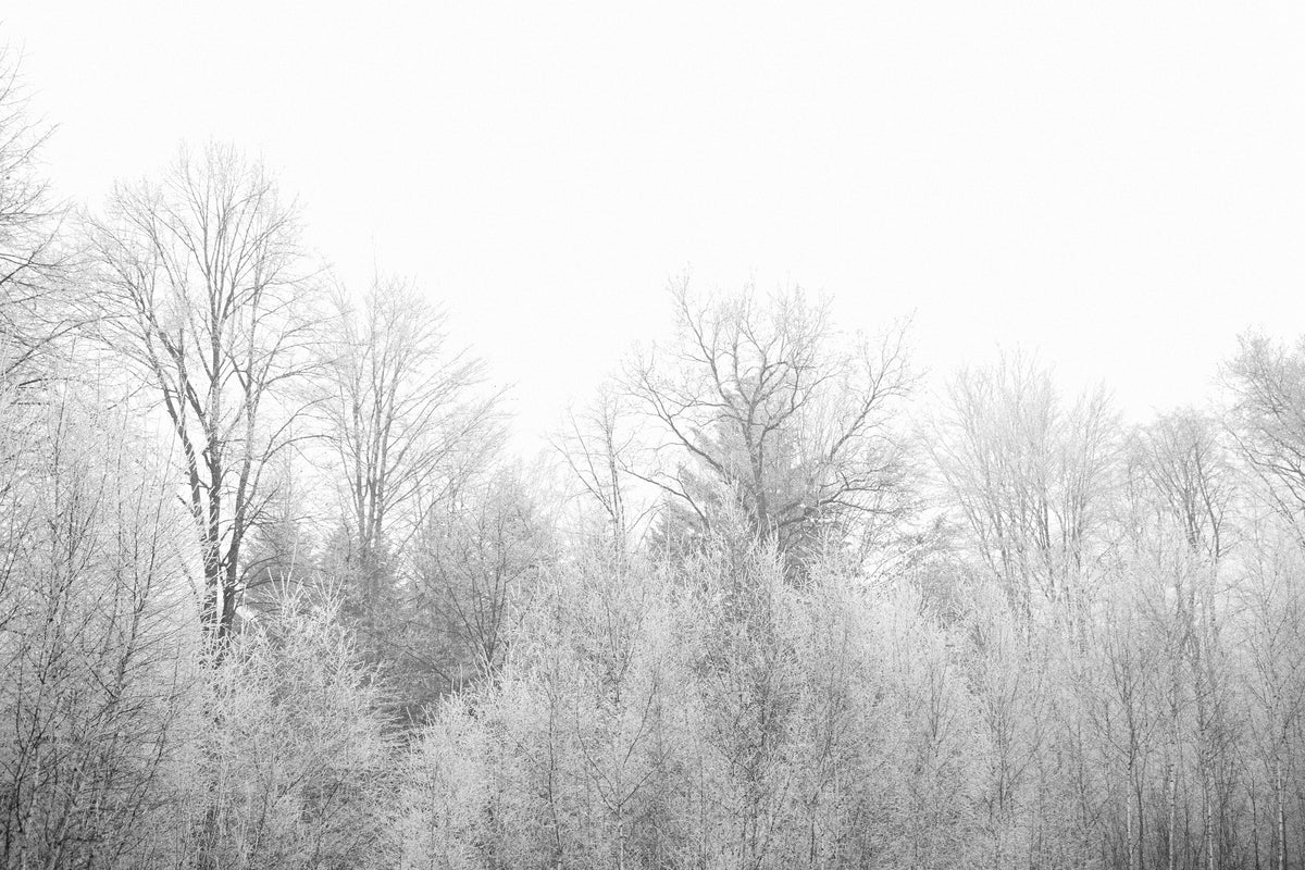 3-piece-canvas-print-birches-in-the-snow