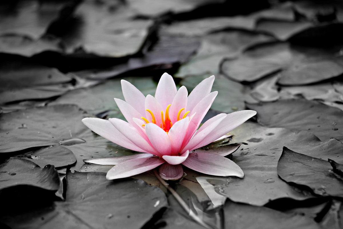 modern-3-piece-acrylic-print-the-art-of-water-lily