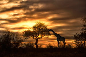 poster-print-african-dreams