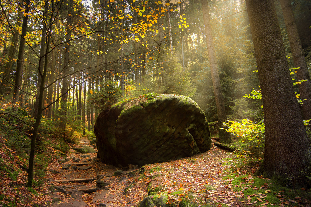 canvas-print-the-rock-in-the-forest