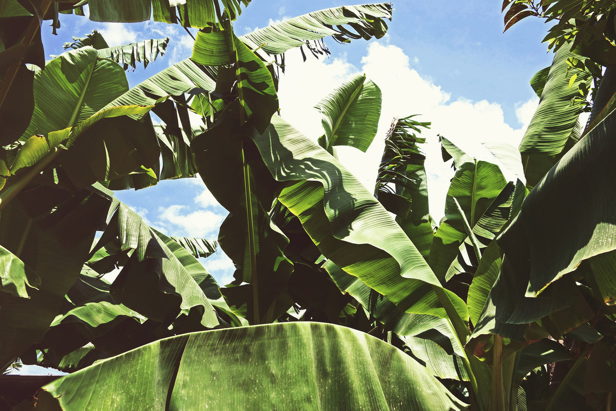 3-piece-acrylic-print-in-the-middle-of-the-jungle