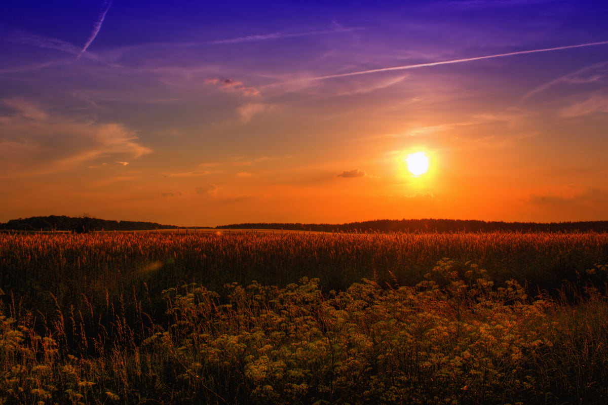 framedposter-print-sunset-at-the-flower-field