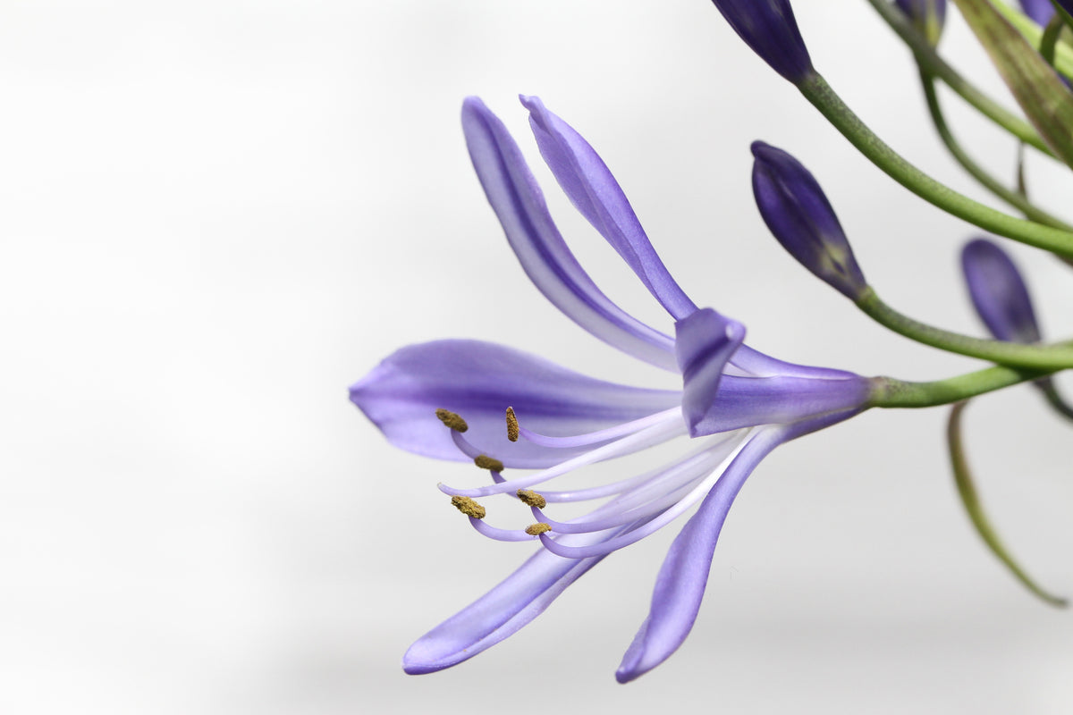 3-piece-aluminium-print-lily-flower-in-purple