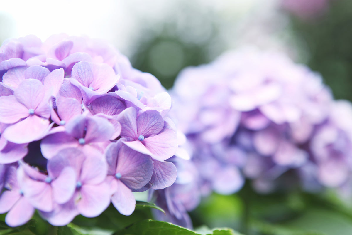 framedposter-print-hydrangeas