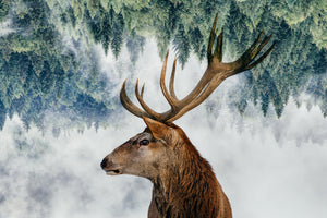 framedposter-print-the-deer-and-the-woods-x
