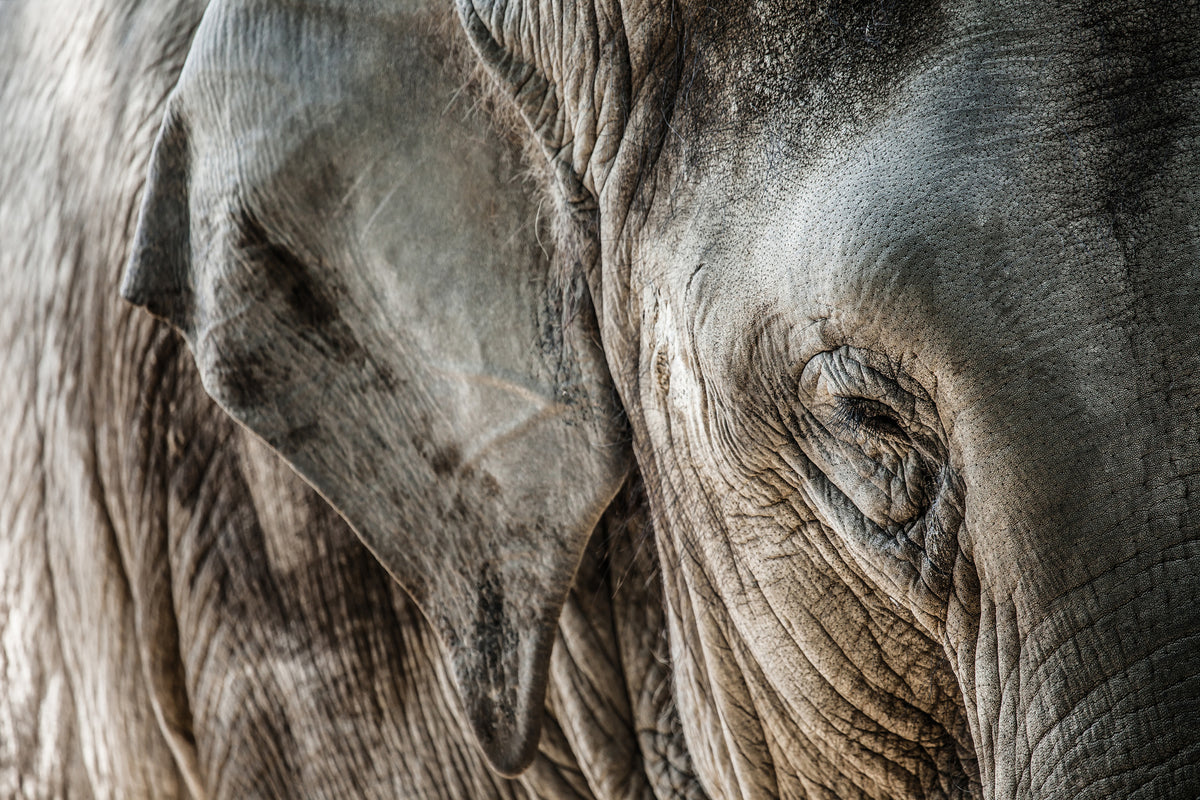 modern-3-piece-aluminium-print-close-up-elephant