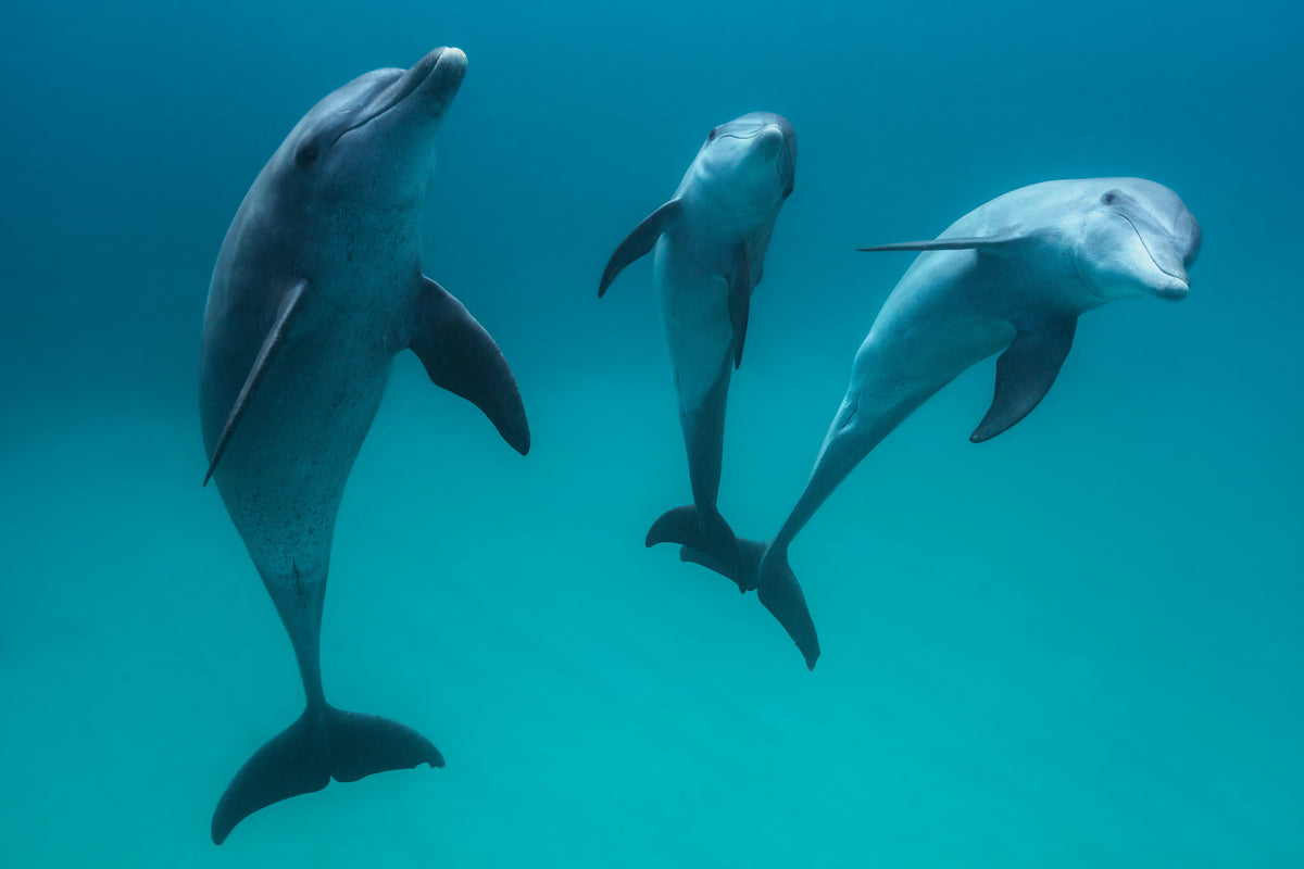 framedcanvas-print-bottlenose-dolphins-ii