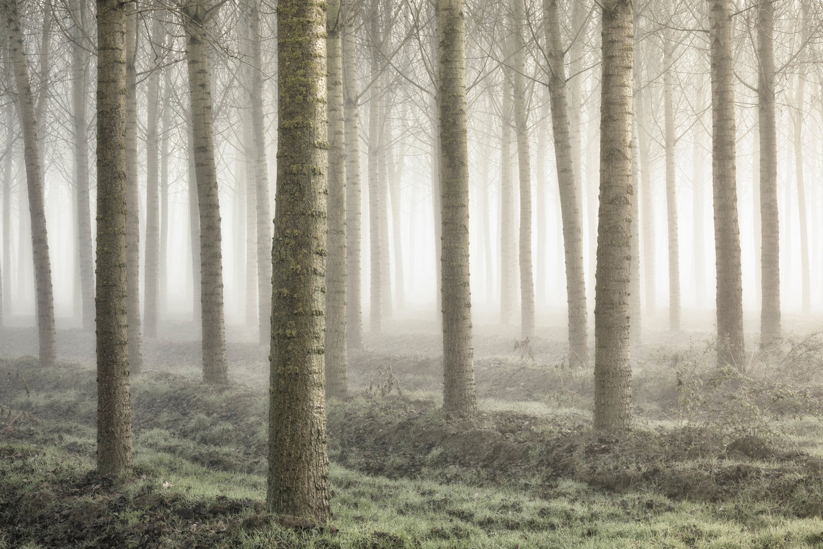 3-piece-aluminium-print-small-woodland